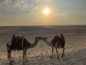 エジプトのラクダ